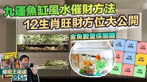 金魚數量 風水